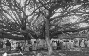 Lahaina S 150 Year Old Banyan Tree Offers Hope As It Remains Standing